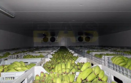 香蕉保鮮冷庫造價(jià)費(fèi)用 香蕉保鮮冷庫造價(jià)費(fèi)用