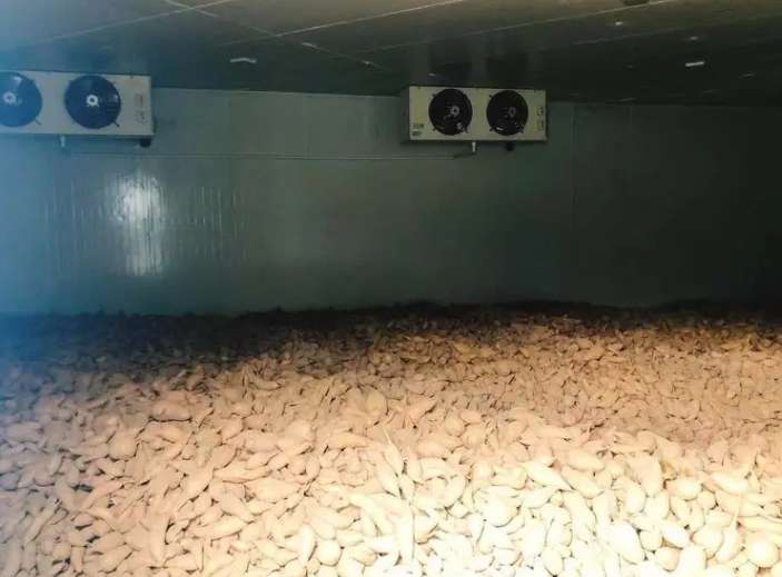 冬天如何建造一間紅薯保鮮庫(kù) 冬天如何建造一間紅薯保鮮庫(kù)