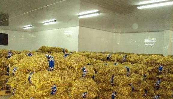 建一個生姜保鮮冷庫成本及存儲技術(shù) 建一個生姜保鮮冷庫成本及存儲技術(shù)