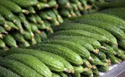 保鮮冷庫(kù)中如何正確存儲(chǔ)黃瓜 保鮮冷庫(kù)中如何正確存儲(chǔ)黃瓜