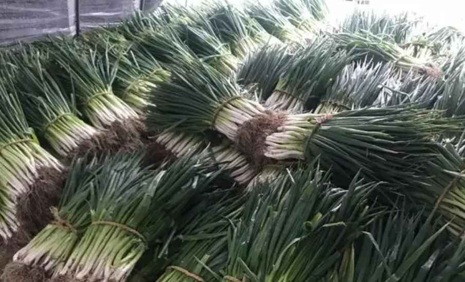 大蔥在冷庫能儲(chǔ)藏多長時(shí)間