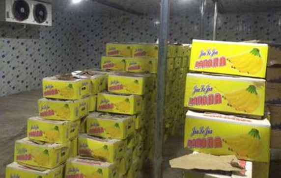 香蕉如何正確儲(chǔ)存在氣調(diào)冷庫中 香蕉如何正確儲(chǔ)存在氣調(diào)冷庫中