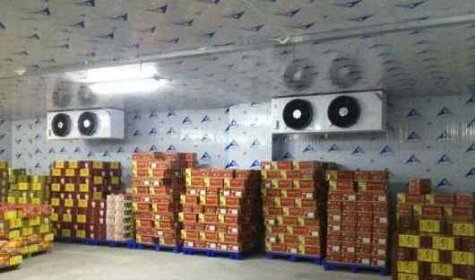 香蕉如何正確儲(chǔ)存在氣調(diào)冷庫中 香蕉如何正確儲(chǔ)存在氣調(diào)冷庫中