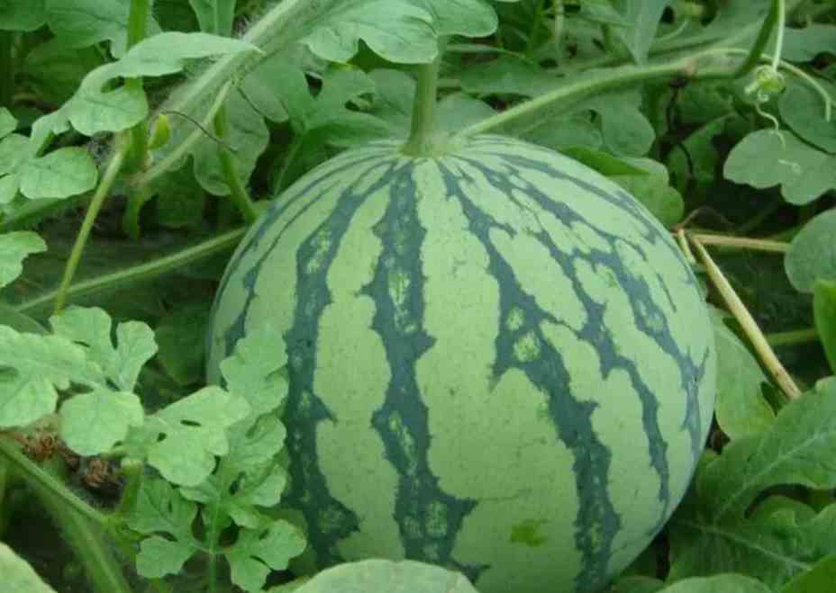 西瓜冷庫存儲時間和溫度 西瓜冷庫存儲時間和溫度