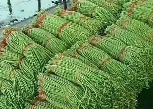 豆角冷庫保鮮5個(gè)月的技巧是什么 豆角冷庫保鮮5個(gè)月的技巧是什么