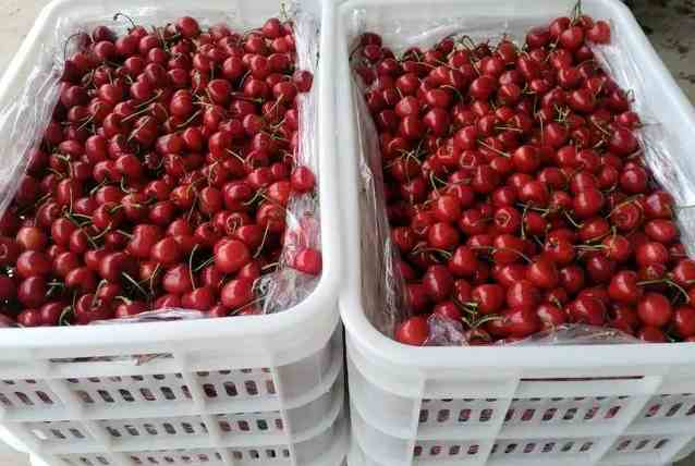 櫻桃在冷庫的儲(chǔ)存和保鮮方法 櫻桃在冷庫的儲(chǔ)存和保鮮方法