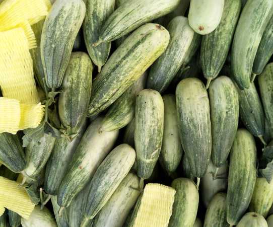 羊角蜜保鮮冷庫(kù)存儲(chǔ)溫度 羊角蜜保鮮冷庫(kù)存儲(chǔ)溫度