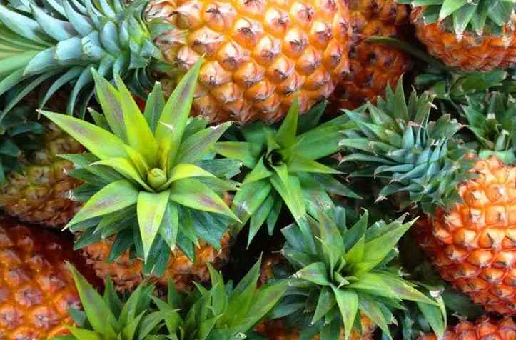 安裝菠蘿氣調(diào)冷庫(kù)多少錢 安裝菠蘿氣調(diào)冷庫(kù)多少錢