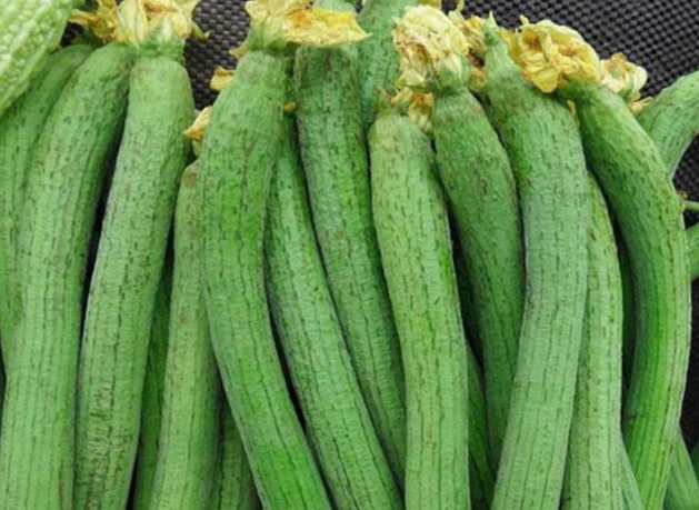 絲瓜放在中冷庫如何防止冷害發(fā)生 絲瓜放在中冷庫如何防止冷害發(fā)生