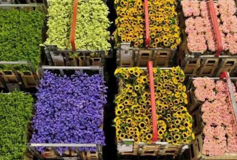 安裝15平米鮮花冷庫(kù)多少錢 安裝15平米鮮花冷庫(kù)多少錢