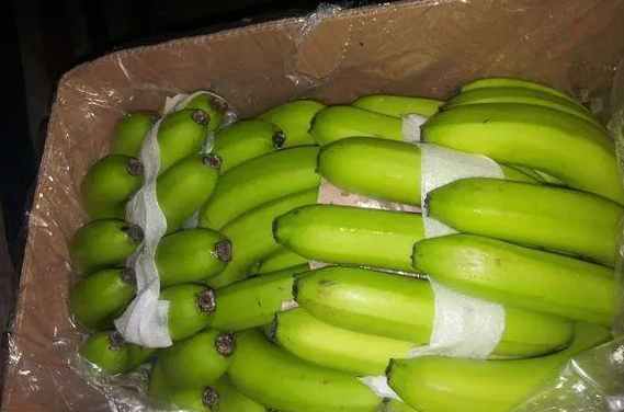 建設(shè)50平方的香蕉冷庫要多少錢 建設(shè)50平方的香蕉冷庫要多少錢