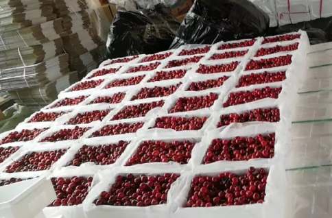 建600平米櫻桃氣調(diào)冷庫大概多少錢 建600平米櫻桃氣調(diào)冷庫大概多少錢